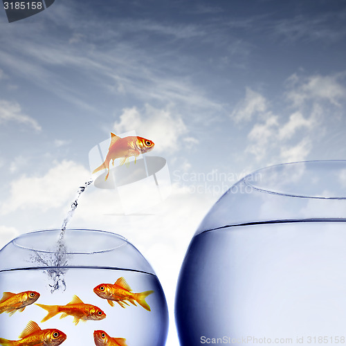 Image of goldfish jumping out of the water from a crowded bowl 