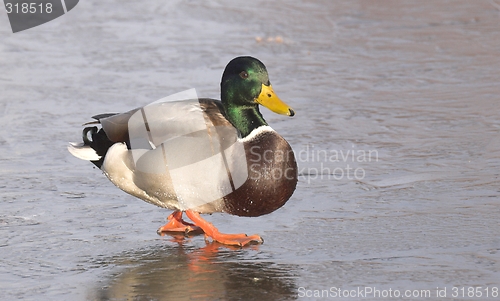 Image of Mallard