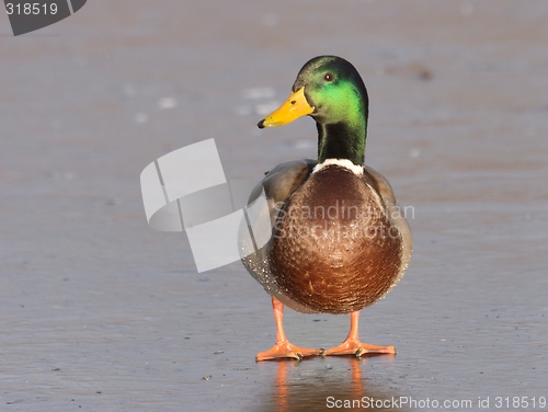 Image of Mallard