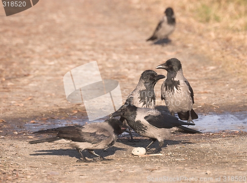 Image of Hooded Crow