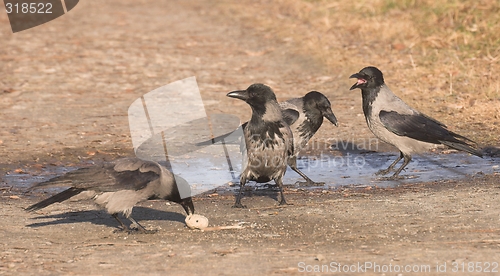 Image of Hooded Crow