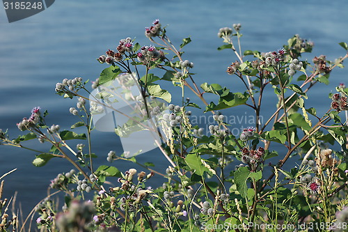 Image of bush thistles on a blue background close to