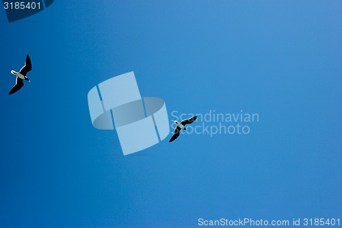 Image of Seagulls Flying in The Blue Sky. 