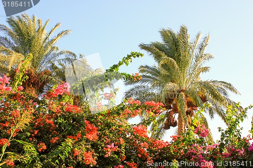 Image of Palm trees
