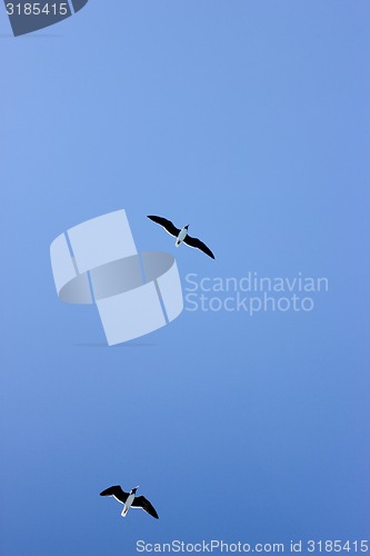 Image of Seagulls Flying in The Blue Sky.