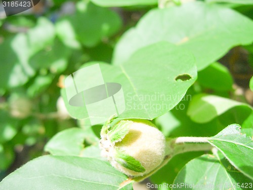 Image of Green Quince.