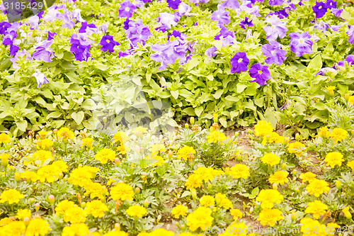 Image of Yellow and Blue Flowers