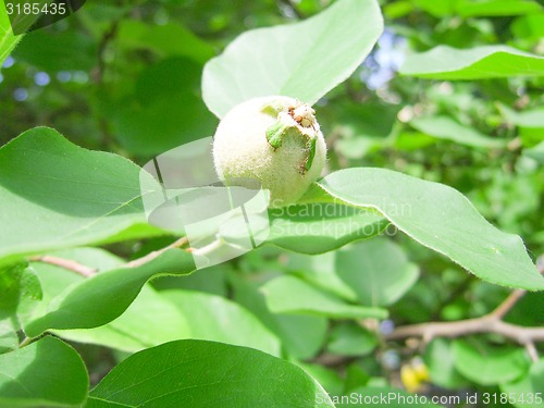 Image of Green quinces.