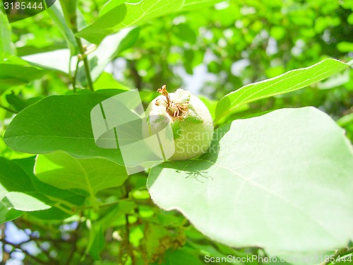 Image of Green Quince.