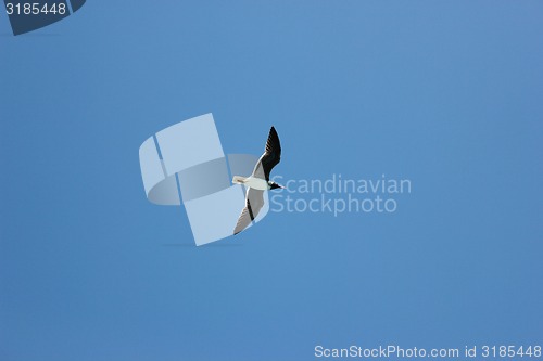Image of Seagull Flying in The Blue Sky. 