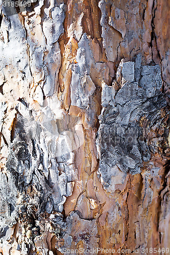 Image of pine bark