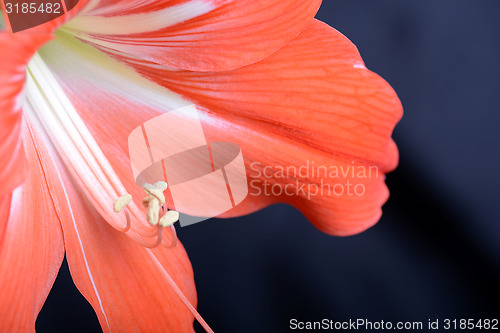 Image of beautiful red gladiolus, close up