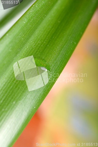 Image of green leaves with water droplets close-up