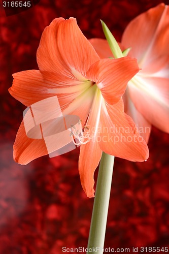 Image of Beautiful red lily close up