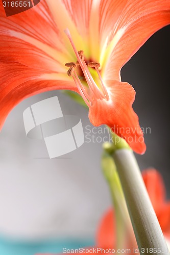 Image of Beautiful red lily close up