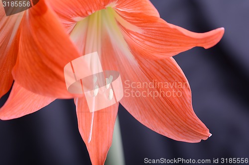 Image of beautiful red gladiolus, close up