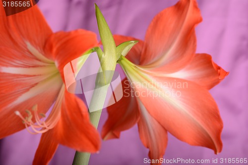 Image of beautiful red gladiolus, close up