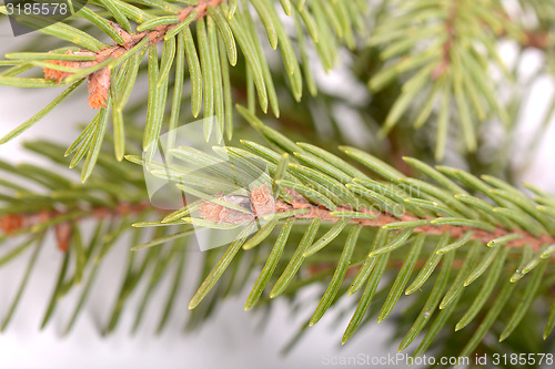 Image of Christmas green tree eve 
