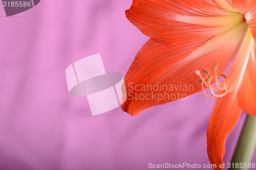 Image of Beautiful red lily close up