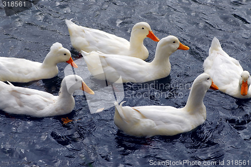 Image of White ducks