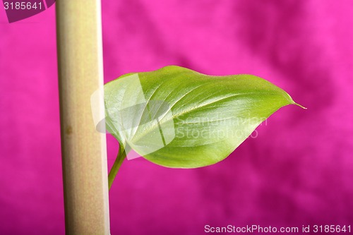 Image of Fresh green leaf texture
