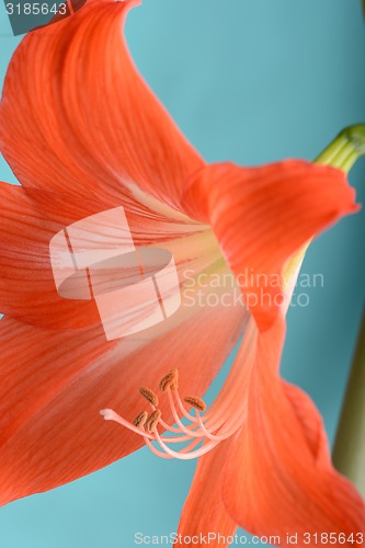 Image of beautiful red gladiolus, close up