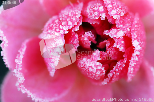 Image of Icy rose