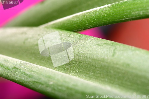 Image of Fresh green leaf texture