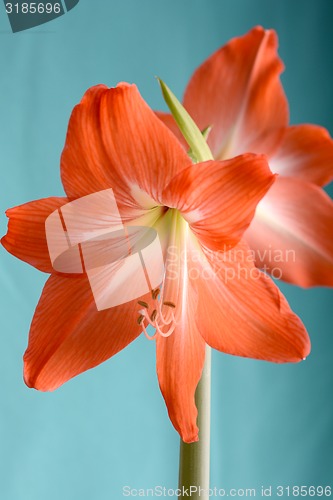 Image of Beautiful red lily close up