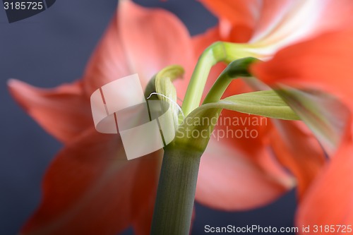 Image of Red lily flower. Abstract background. Close-up.