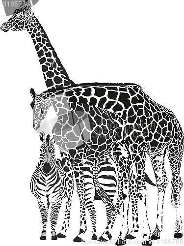 Image of Two giraffes and two zebras
