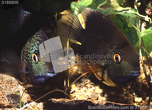 Image of Breeding pair of Banded Cichlid protecting egg. Heros Efasciatus.