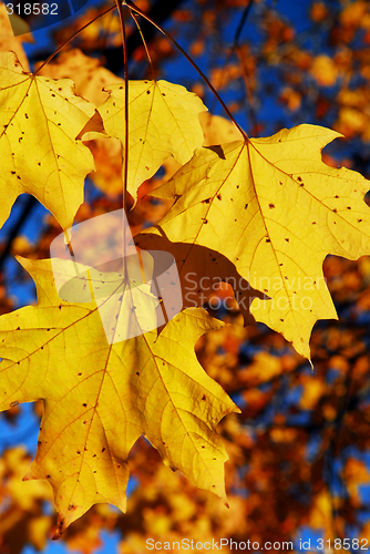 Image of Yellow maple leaves