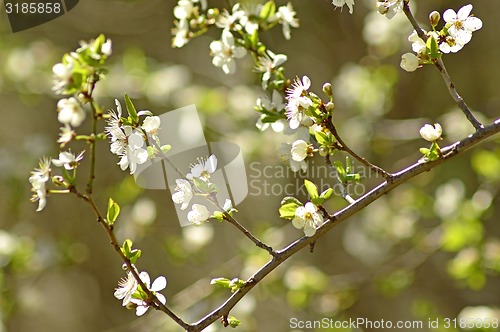 Image of Blackthorn blossom in spring