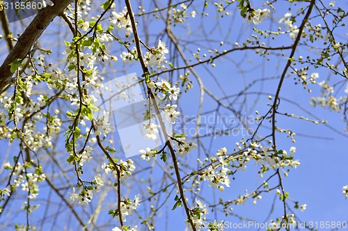 Image of Blackthorn blossom in spring