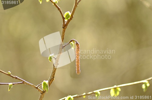 Image of Hazelnut bush with blossom and young leaves