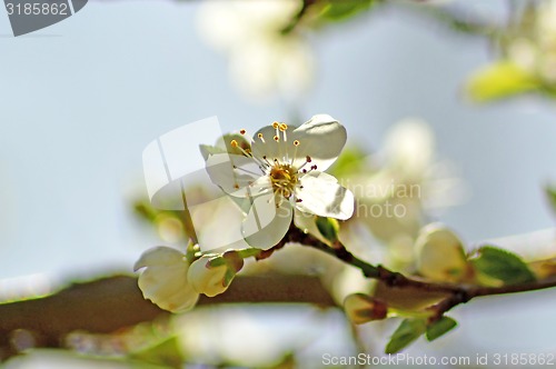 Image of Blackthorn blossom in spring