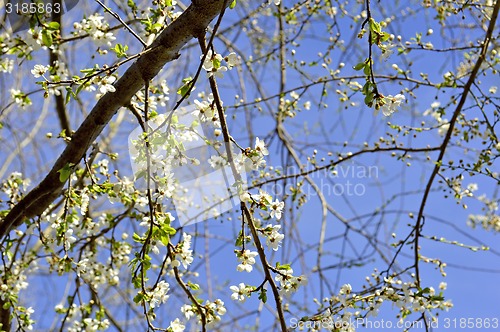 Image of Blackthorn blossom in spring