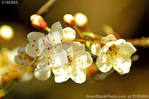 Image of Blackthorn blossom in spring