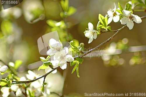 Image of Blackthorn blossom in spring