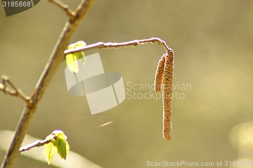 Image of Hazelnut bush with blossom and young leaves