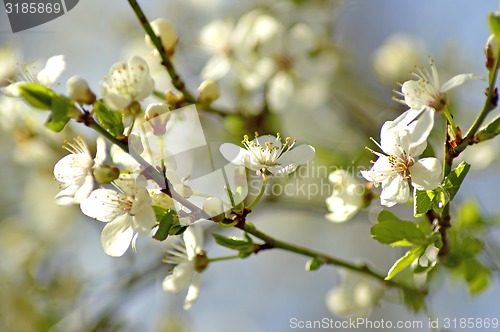 Image of Blackthorn blossom in spring