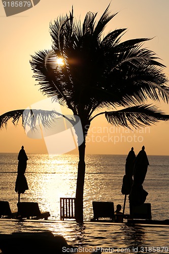 Image of beautiful palm trees 
