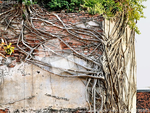 Image of Bellman and tree roots