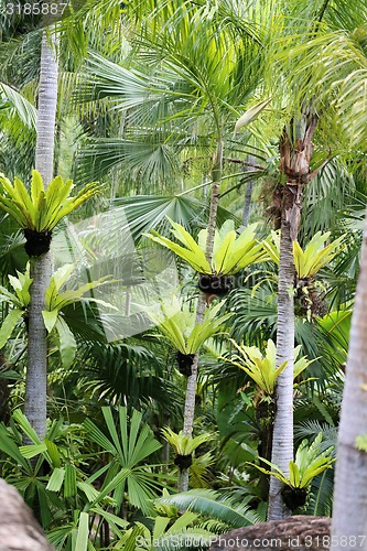 Image of Beautiful green palm 