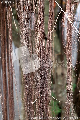 Image of roots and creepers