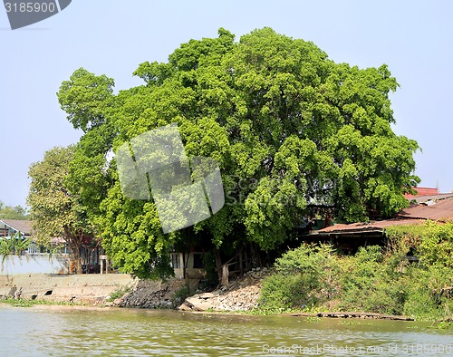 Image of Big tree  