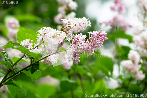 Image of branch of a blossoming lilac