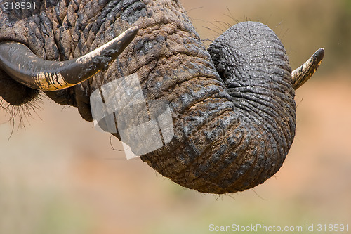 Image of Muddy Trunk