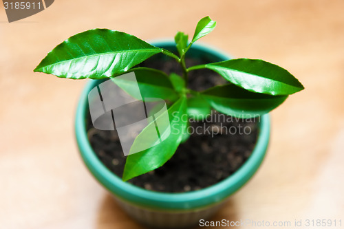 Image of plant in a flower pot. lemon Tree